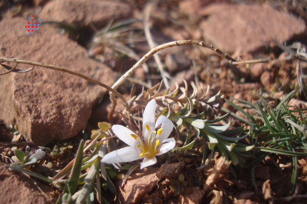 گل های کوه عینالی -زمستان